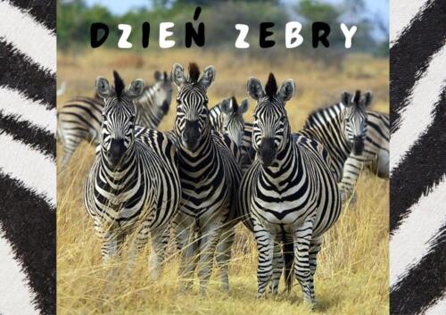 Plakata-z-zebrami-z-okazji-Dnia-Zebry