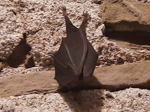 Zajecia-muzealne-w-zamku-Dunajec-w-Niedzicy-6